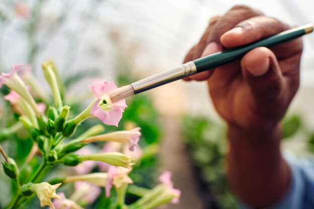 Grande cura nel lavoro con le piante di tabacco nella Repubblica Dominicana.