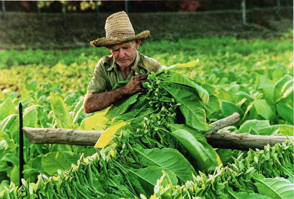 Prima che una foglia venga fermentata o arrotolata per diventare un sigaro, cresce sotto lo sguardo attento del coltivatore di tabacco. La sua esperienza plasma il carattere del tabacco fin dall’inizio. Il sigaro: patrimonio culturale.